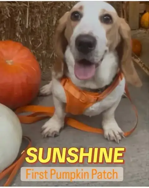 Sunshine
