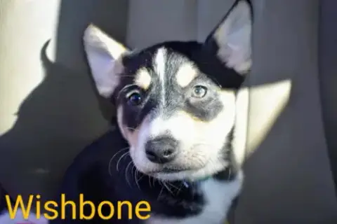 Wishbone photo 3