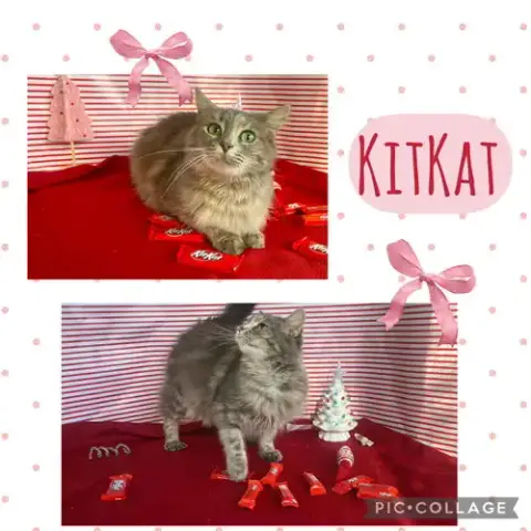 Kit Kat