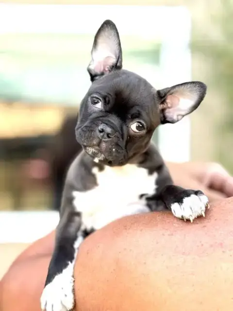 Pip