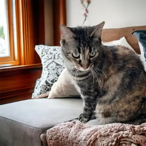 Duchess Country Club Fiv+ photo 4