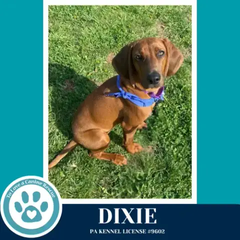 Dixie 041126 photo 2