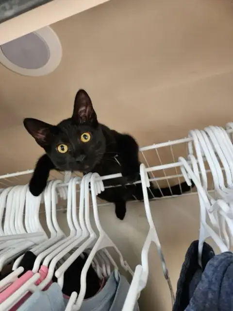 Binx photo 2