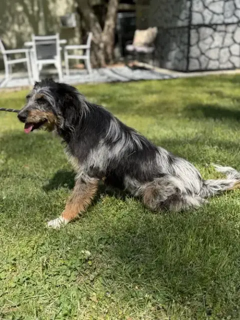 Ollie photo 4