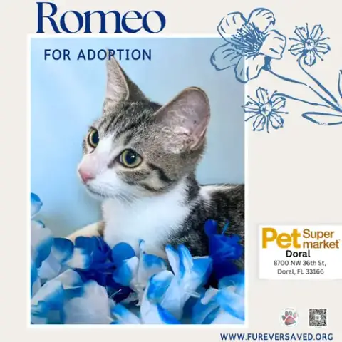 Romeo photo 4
