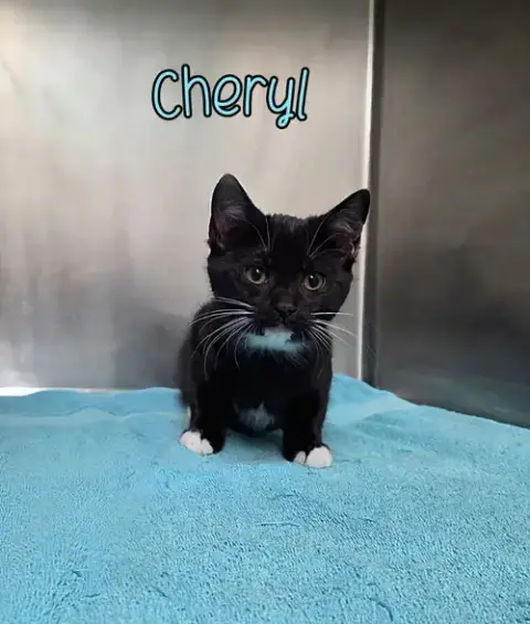 Cheryl