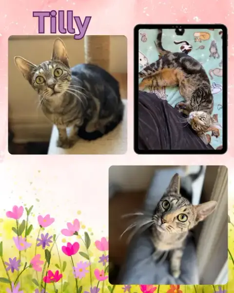 Tilly photo 4