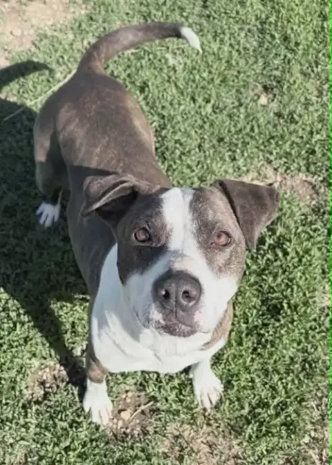 Sadie Pibble