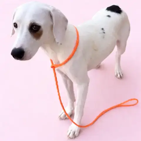 Gigi