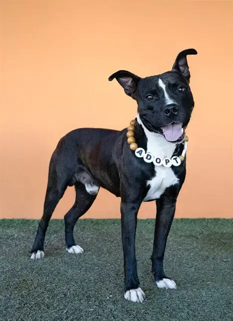 Tyson