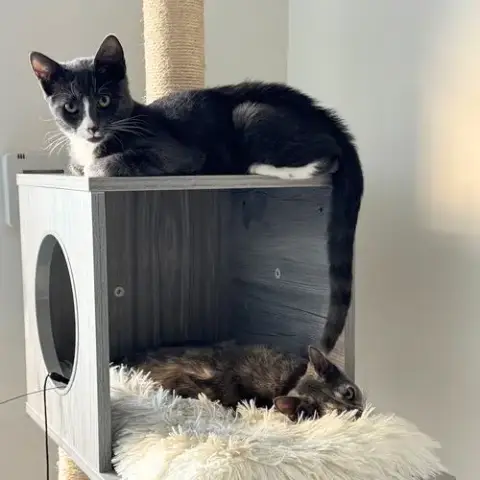 Biscuit & Tempest photo 4