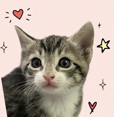 Momma Honey'S Litter: Cookie