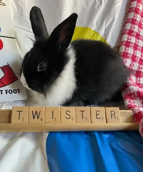 Twister