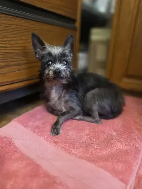 Lil Duke