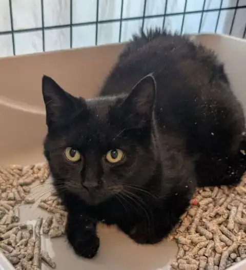Barn Cat/Mouser: Freddy photo 2