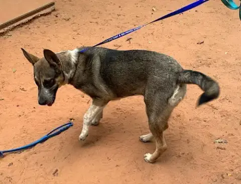 Nala photo 3