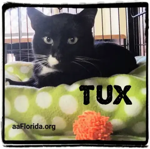 Fiji Tux photo 5