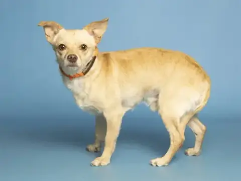 Buddy