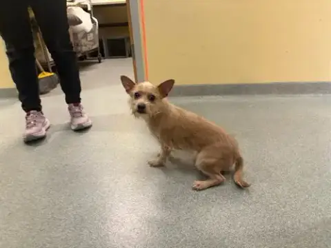 Achilles
