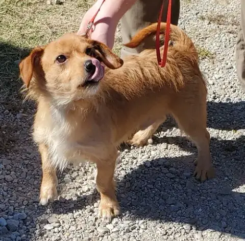 Cooper