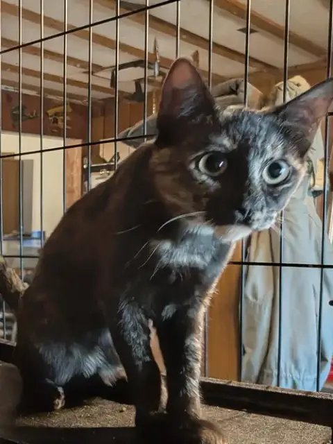 Tortie