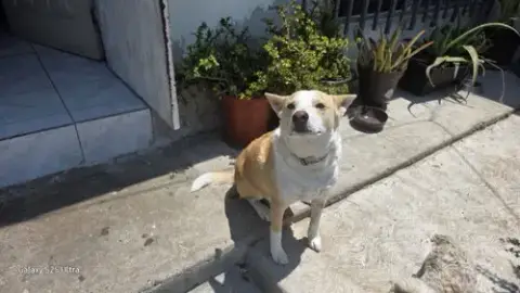 Huski photo 3