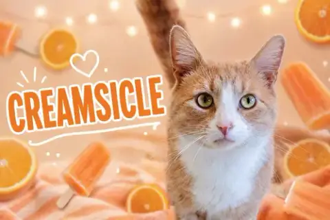 Creamsicle