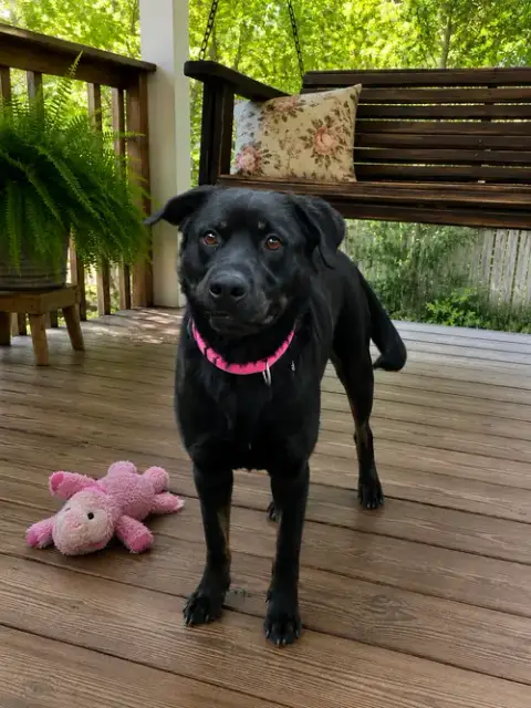 Female Black Lab