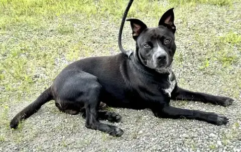 Louie photo 2