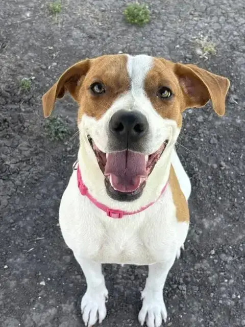 Daisy