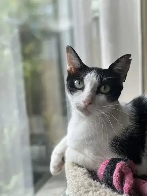 Yoshimi
