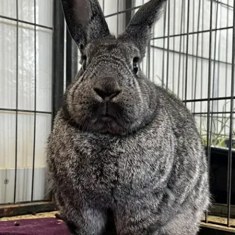 Remington