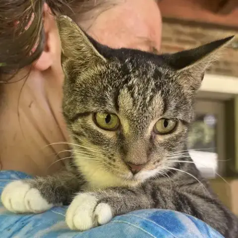 Tabby Abby photo 5