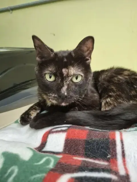 Lola At Petsmart Rochester photo 3