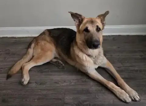 Jango photo 5
