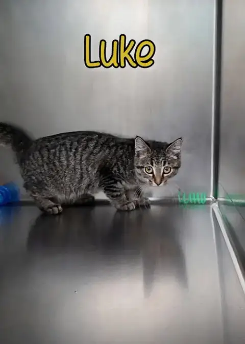 Luke