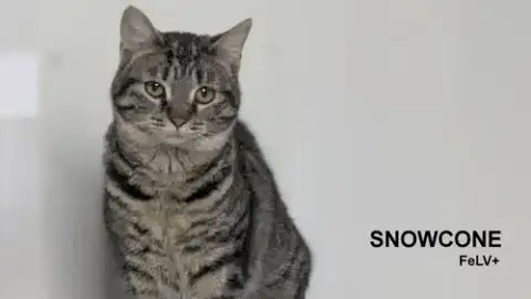 Snowcone