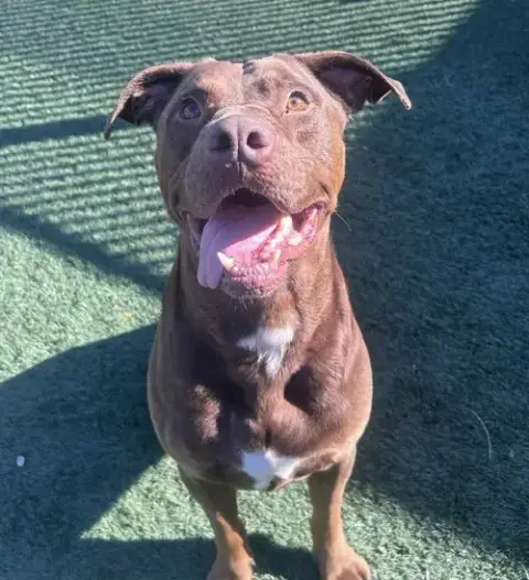Chopo-$75 Adoption Fee! Diamond Dog! photo 3