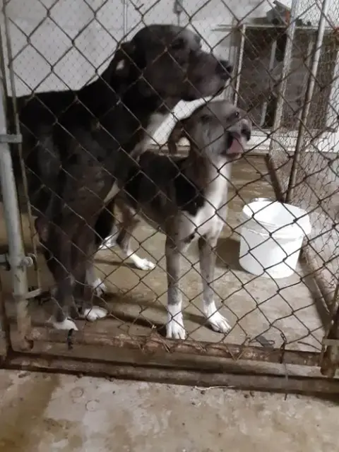 Sebastian photo 3