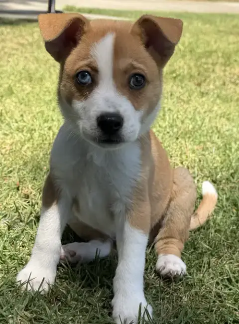 Ziggy