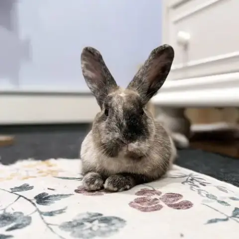 Fifi