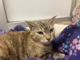 Bastet