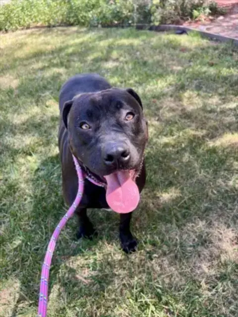 Roxy