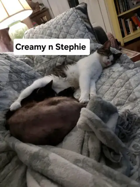 Creamy photo 2