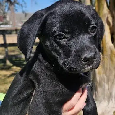 Piper photo 2