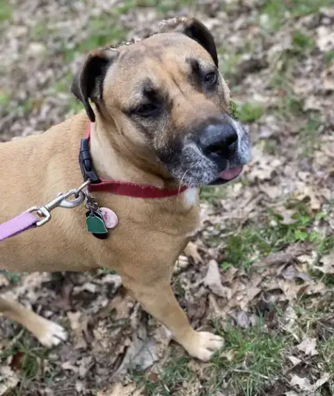 Kallie