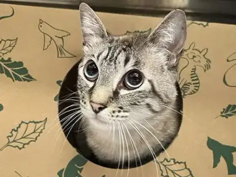 Simba