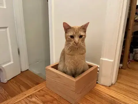 Clementine