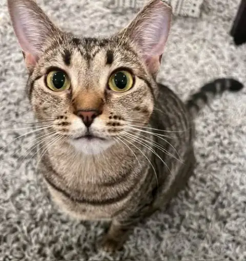 Dollface