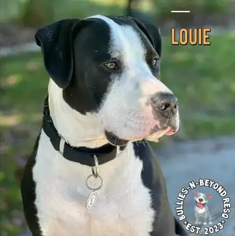 Louie
